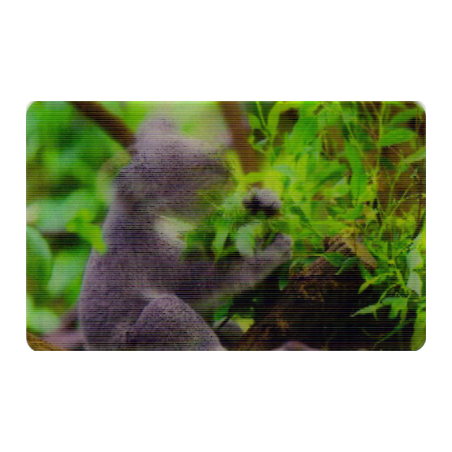 CARTE 04 KOALA - Collection 2014 - Animaux 3D