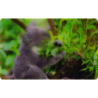 CARTE  04 KOALA - Collection 2014 - Animaux 3D