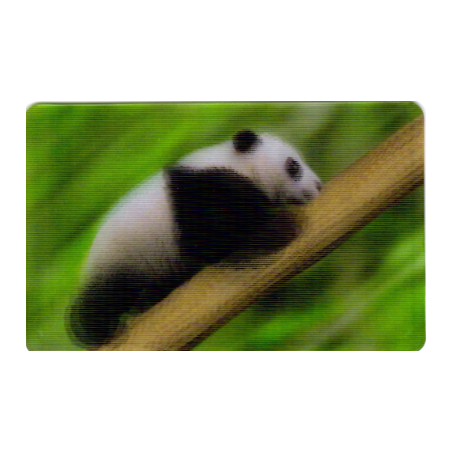 CARTE 06 PANDA - Collection 2014 - Animaux 3D