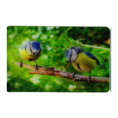 CARTE 08 MÉSANGE BLEUE - Collection 2014 - Animaux 3D