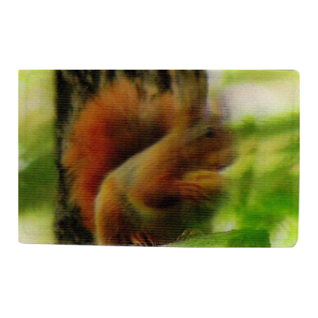 CARTE 09 ÉCUREUIL ROUX - Collection 2014 - Animaux 3D