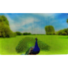 CARTE  12 PAON - Collection 2014 - Animaux 3D