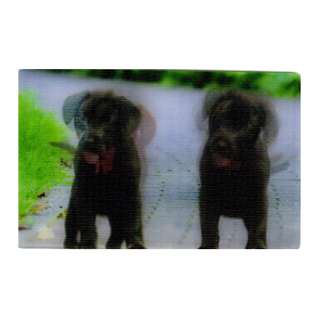 CARTE 15 LABRADOR - Collection 2014 - Animaux 3D
