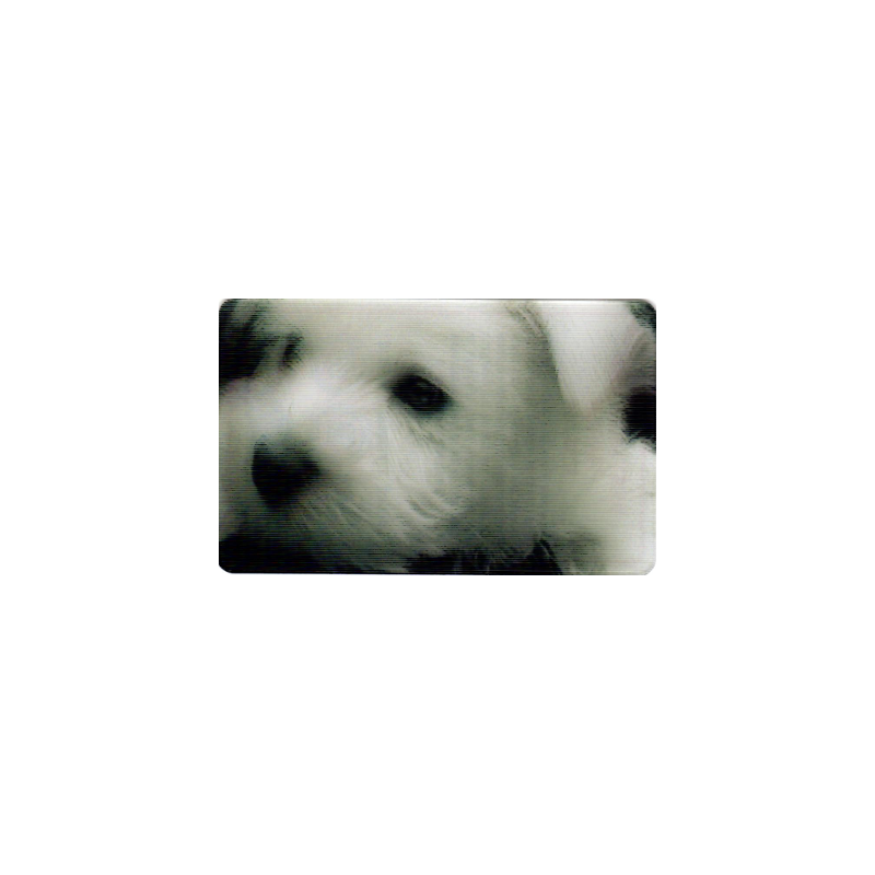 CARTE  16 WEST HIGHLAND TERRIER - Collection 2014 - Animaux 3D