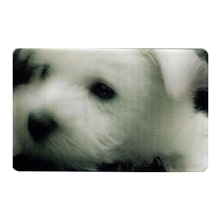 CARTE 16 WEST HIGHLAND TERRIER - Collection 2014 - Animaux 3D