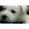 CARTE  16 WEST HIGHLAND TERRIER - Collection 2014 - Animaux 3D