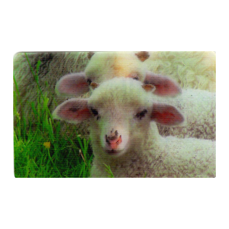 CARTE 17 AGNEAU - Collection 2014 - Animaux 3D