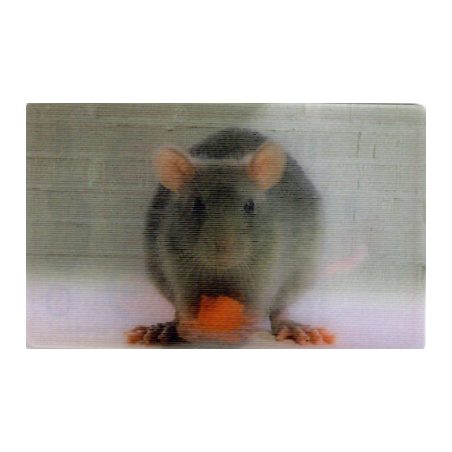 CARTE 21 RAT - Collection 2014 - Animaux 3D