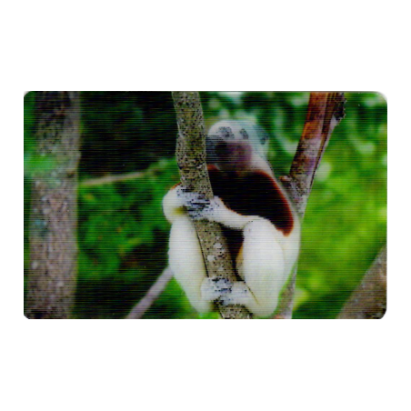 CARTE 24 PROPITHÈQUE DE COQUEREL - Collection 2014 - Animaux 3D