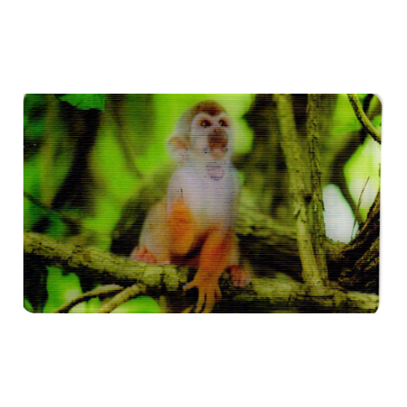 CARTE 26 SINGE ÉCUREUIL - Collection 2014 - Animaux 3D