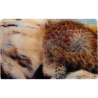 CARTE  28 JAGUAR - Collection 2014 - Animaux 3D