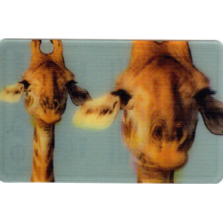 CARTE  32 GIRAFE -...