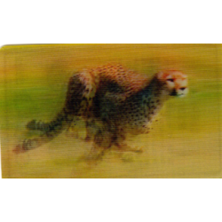 CARTE  33 GUÉPARD -...