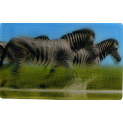 CARTE  36 ZÈBRE -...