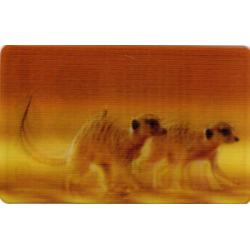 CARTE  38 SURICATE -...