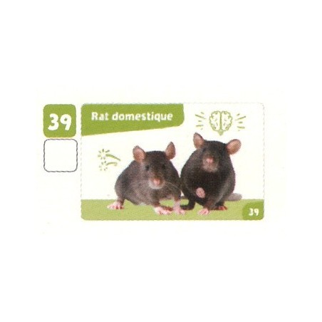 VIGNETTE 39 RAT DOMESTIQUE - Collection 2024 - Nos amies les bêtes
