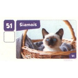 VIGNETTE  51 SIAMOIS -...